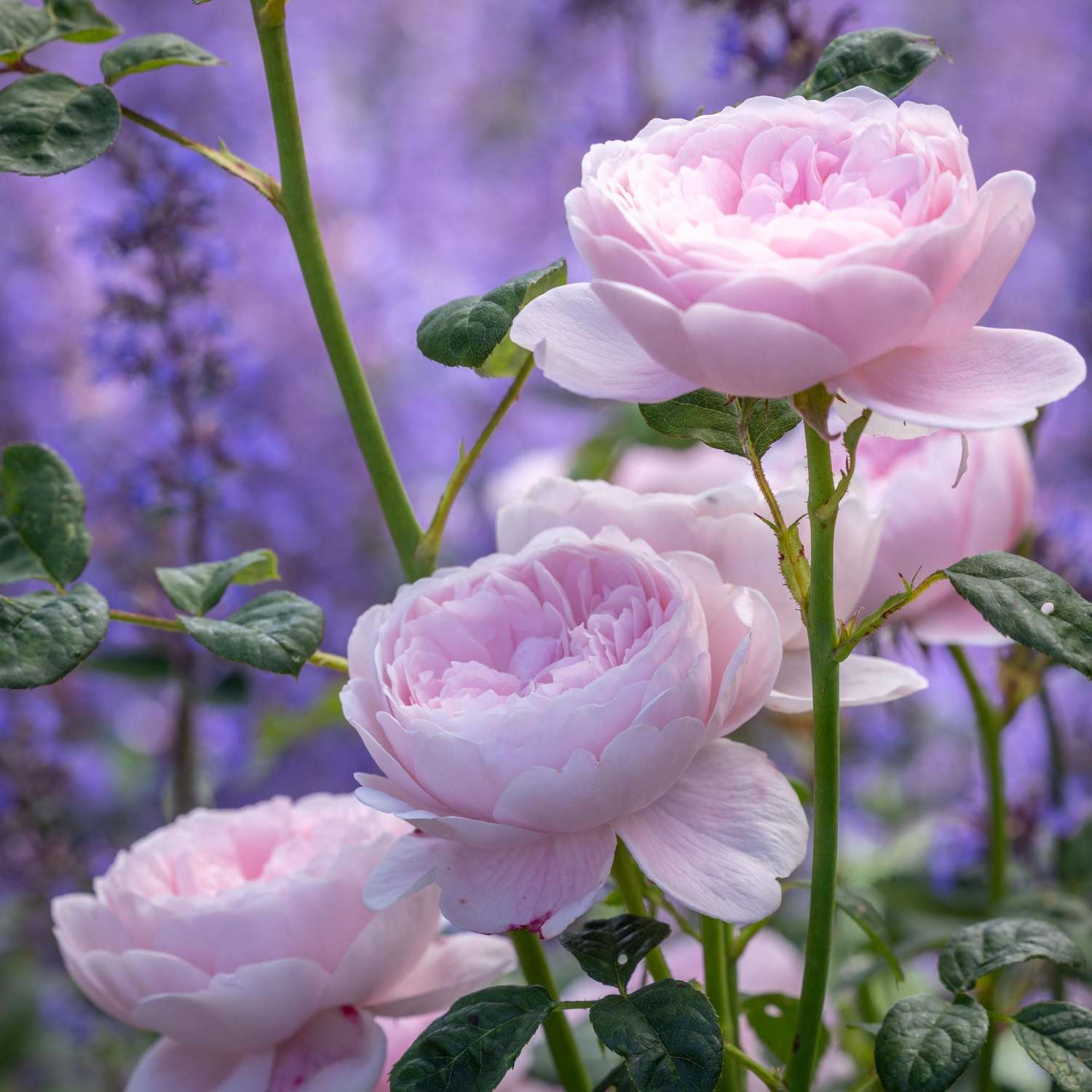 Rose 'Queen of Sweden™' (Austiger)
